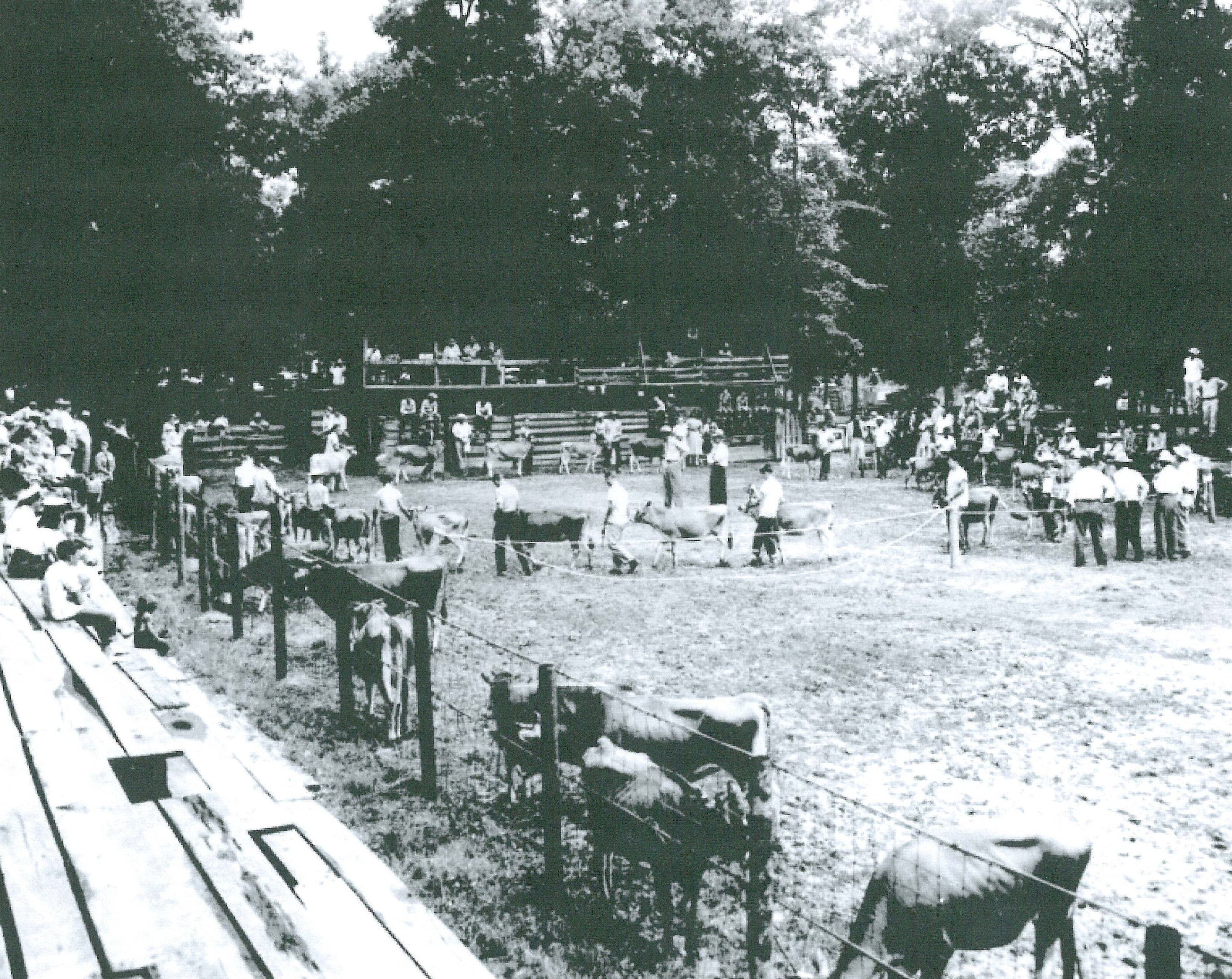 Livestock at Fair