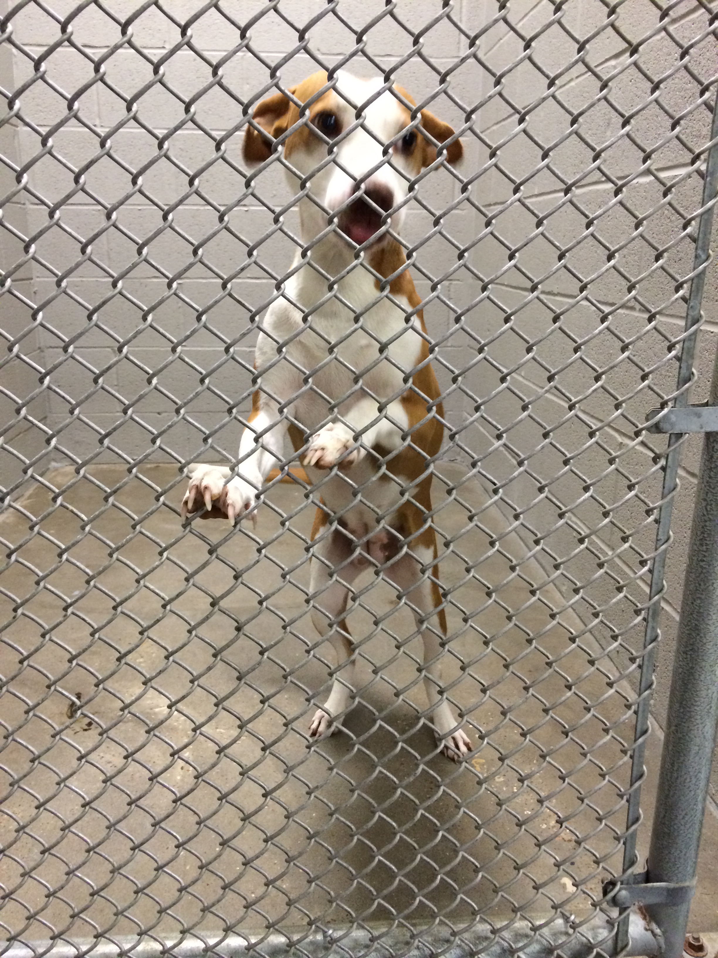 Puppy in Shelter